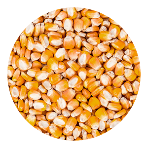 grano de maíz convencional