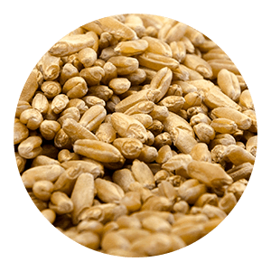 grano de cereales de triticale convencional
