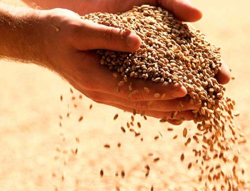 Venta de cereales ecológicos: cebada, avena, centeno, maíz, trigo y triticale